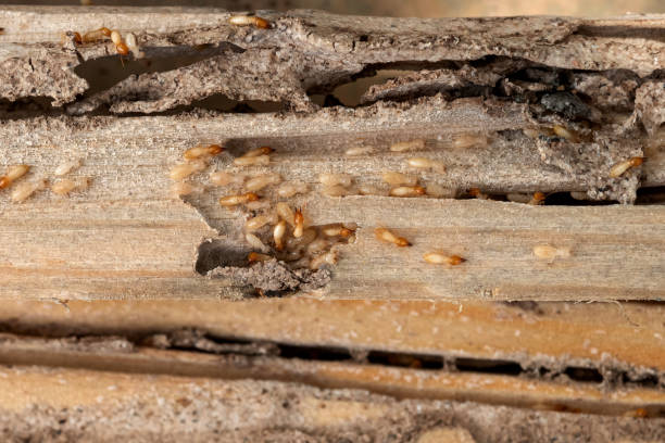 Best Pest Removal Services  in Sterling, KS